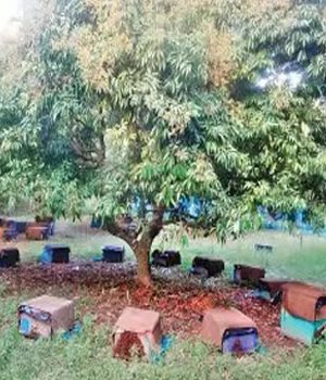 লিচুর মধু